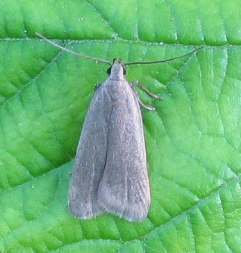 Micro da ID - Acompsia cinerella - Gelechiidae